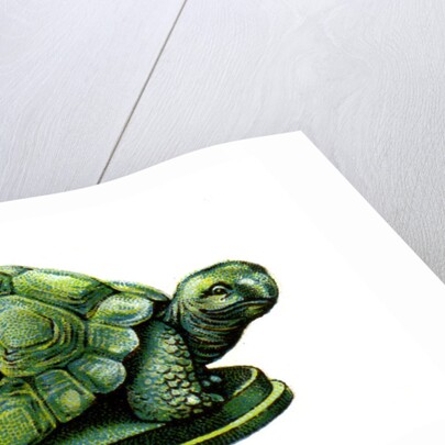 The Tortoise by Anonymous