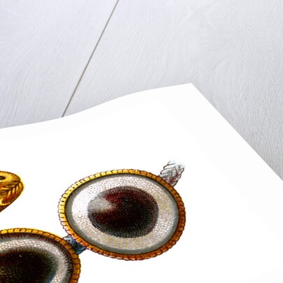 Eye-Agate by Anonymous