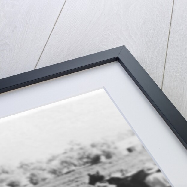 South Australian vineyard by Anonymous