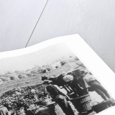 South Australian vineyard by Anonymous