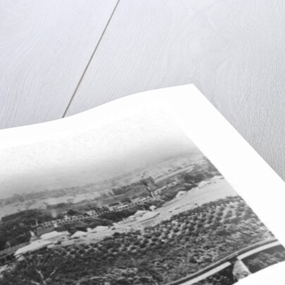 Hop fields and orchards, Tasmania, Australia by Anonymous