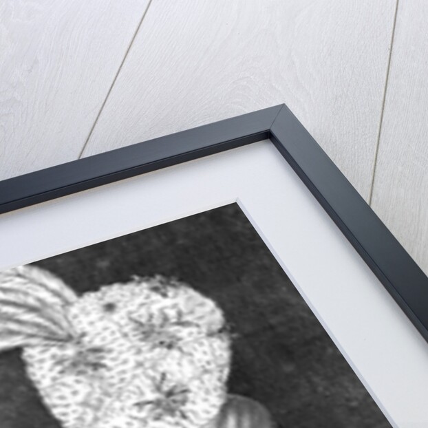 The Optic Curls by Anonymous