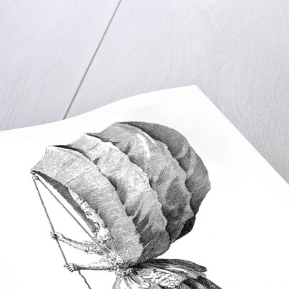 'Miss Calash' drawn by Miss Calash by Miss Calash