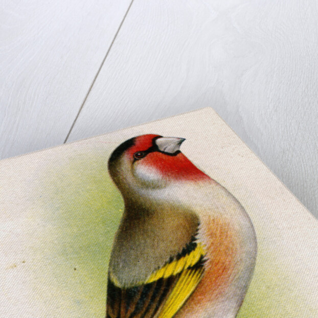 A goldfinch-bullfinch hybrid by Anonymous