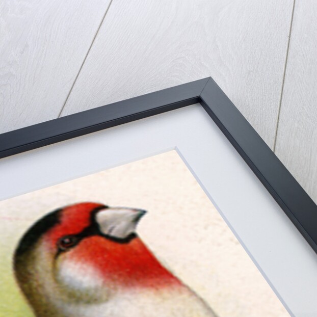 A goldfinch-bullfinch hybrid by Anonymous