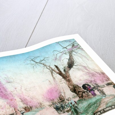 A park in springtime, Sendai, Miyagi Prefecture, Japan by Anonymous