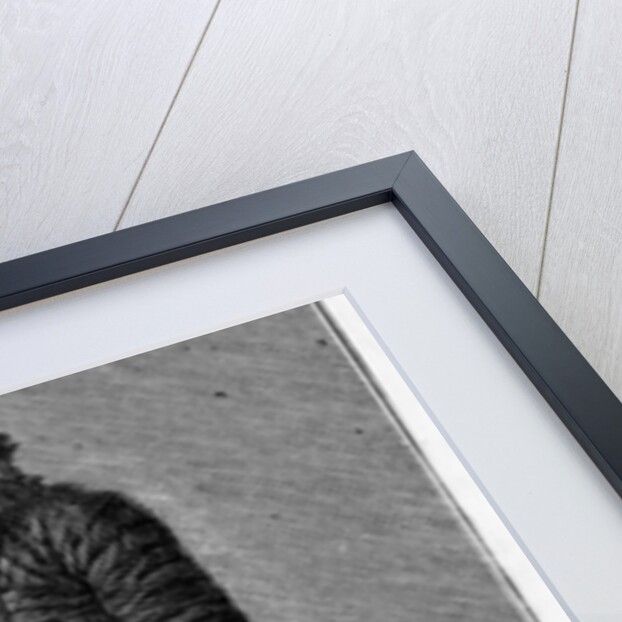 Bandela by Anonymous