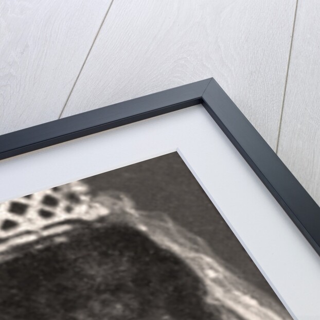 H.R.H The CN, PSS. Of Romania by WD & HO Wills