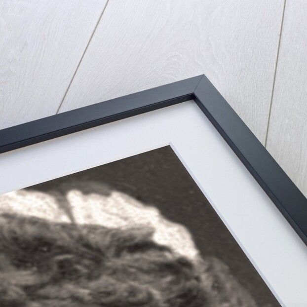 H.H, PSS. Louise of SG-Holstein by WD & HO Wills