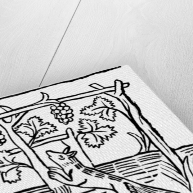 The Fox and the Grapes by Anonymous