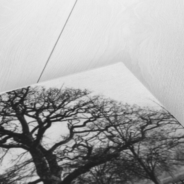 The oak at Leamington Spa, the supposed centre of England by Anonymous