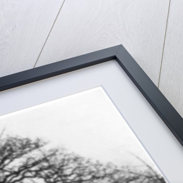 The oak at Leamington Spa, the supposed centre of England by Anonymous