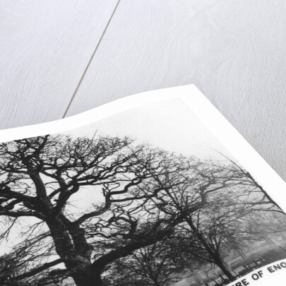 The oak at Leamington Spa, the supposed centre of England by Anonymous