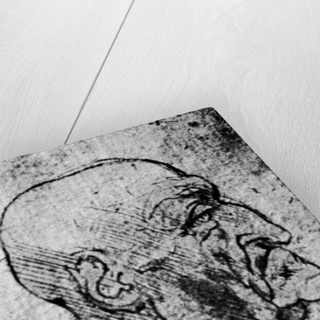 Head of an Old Man by Leonardo Da Vinci