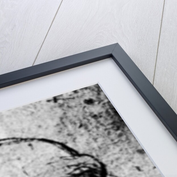 Head of an Old Man by Leonardo Da Vinci