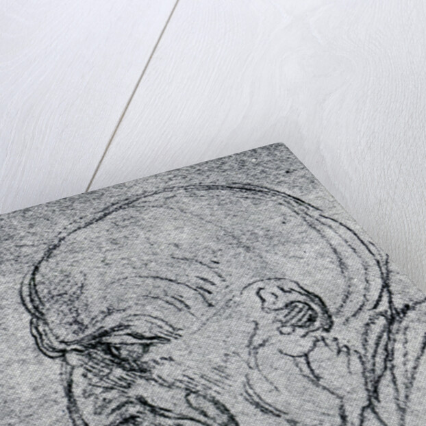 Head of an Old Man by Leonardo Da Vinci