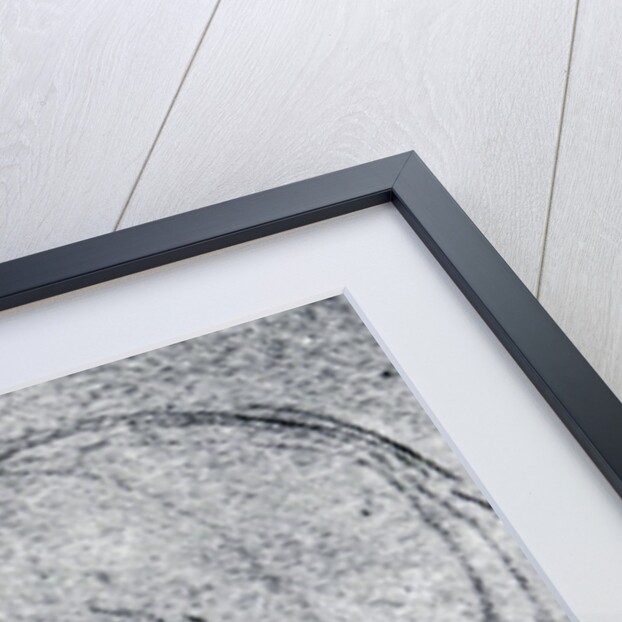 Head of an Old Man by Leonardo Da Vinci