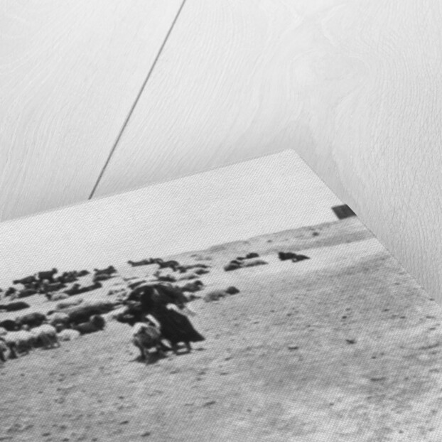 Sheep grazing outside Samarra, Mesopotamia by Anonymous