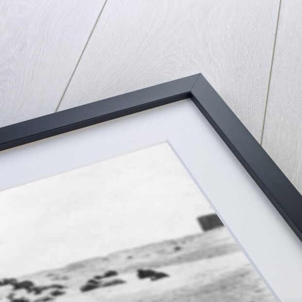 Sheep grazing outside Samarra, Mesopotamia by Anonymous