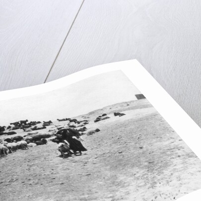 Sheep grazing outside Samarra, Mesopotamia by Anonymous