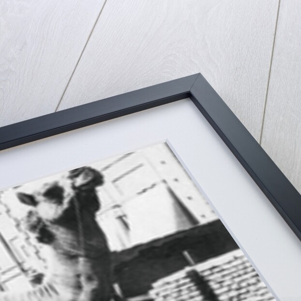 Indian camel trooper, Baghdad by Anonymous