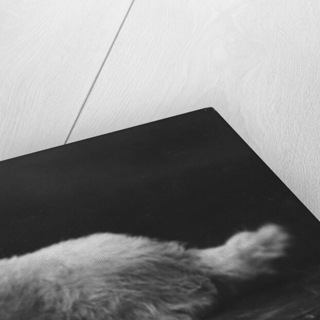 Caesar, King Edward's favourite dog by Anonymous