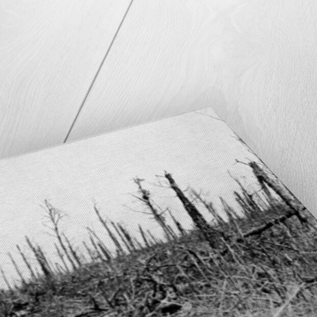 A wood in the Somme area, France by Anonymous