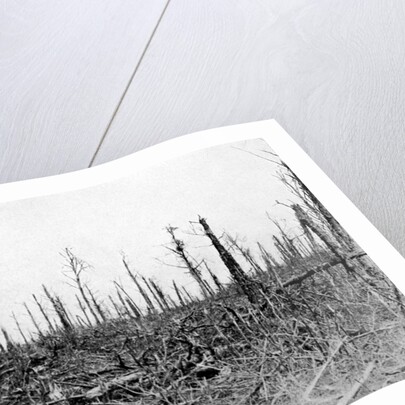 A wood in the Somme area, France by Anonymous