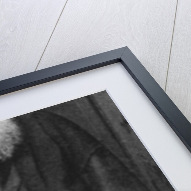 Sir Joseph Swan (1828-1914), English physicist and chemist by D Cameron-Swan