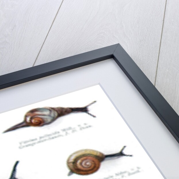 The British zonitidae by J Davy Dean