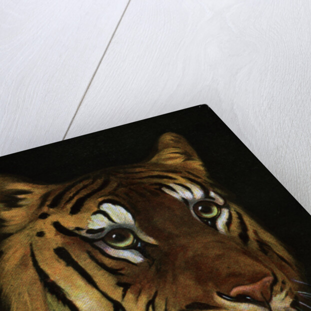 Tiger study by Anonymous