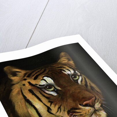 Tiger study by Anonymous