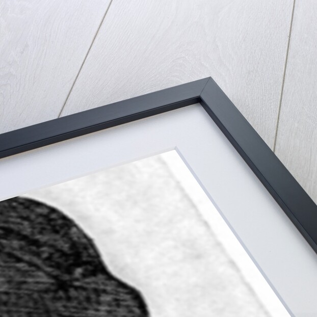 The Gentle Elia by Rischgitz Collection