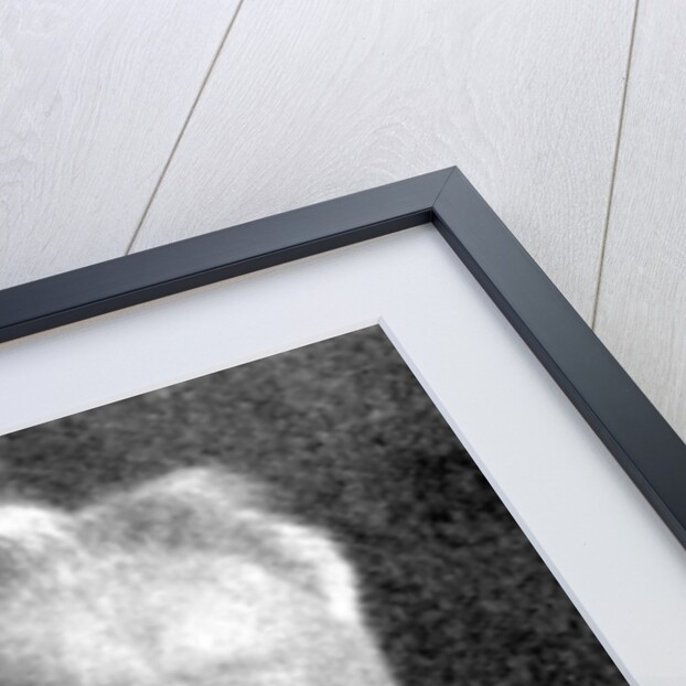 'George Bernard Shaw', British dramatist by C Vandyk Ltd