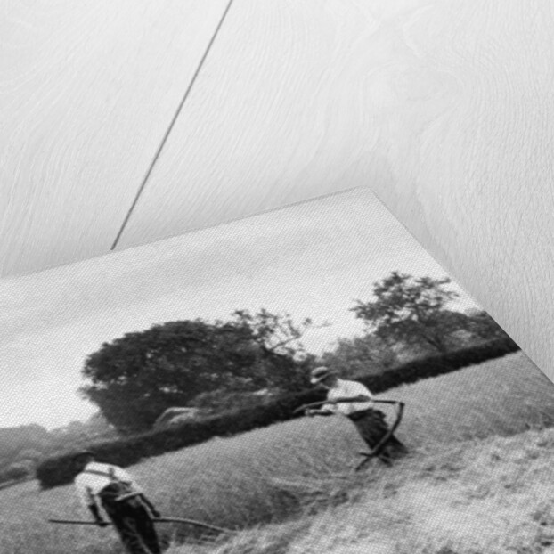 Harvesting hay by Anonymous