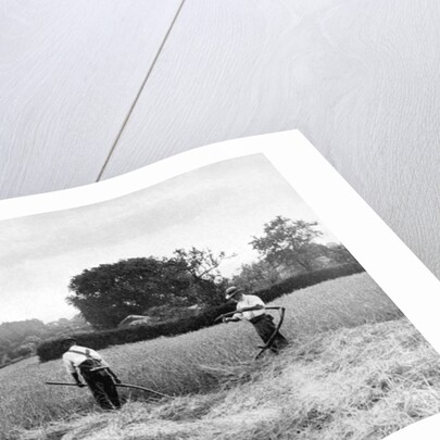 Harvesting hay by Anonymous