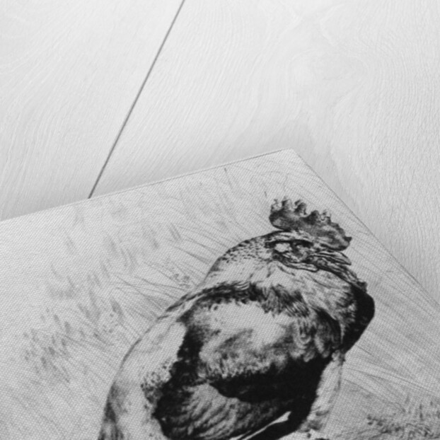 La Coq by Felix Bracquemond