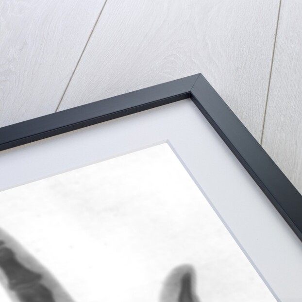 X-ray photograph of a hand by Anonymous
