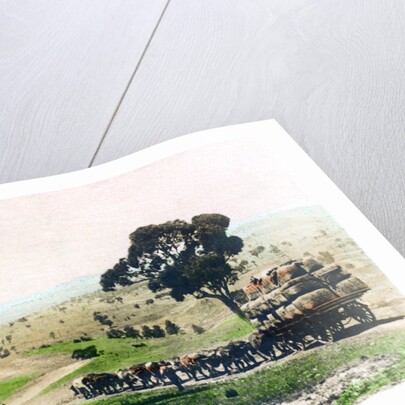 A wool team, Australia by Cavenders Ltd