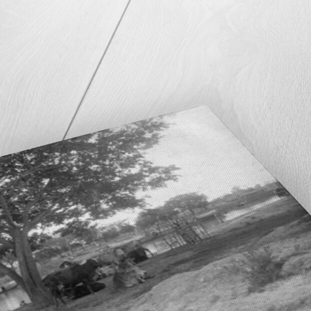 Cattle, Alipore, India by FL Peters