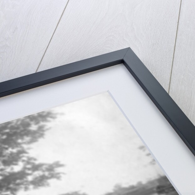 Cattle, Alipore, India by FL Peters