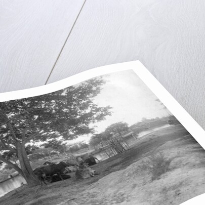 Cattle, Alipore, India by FL Peters