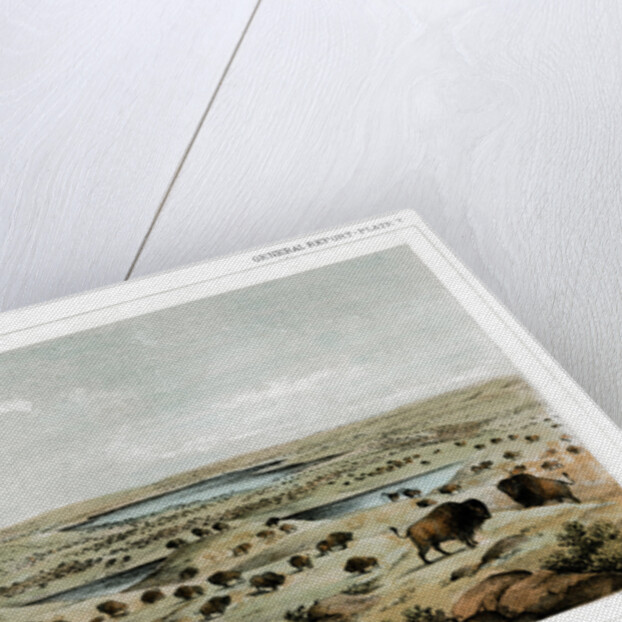 Herd of Bison Near Lake Jessie, North Dakota, USA by John Mix Stanley