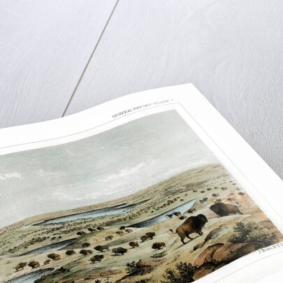 Herd of Bison Near Lake Jessie, North Dakota, USA by John Mix Stanley