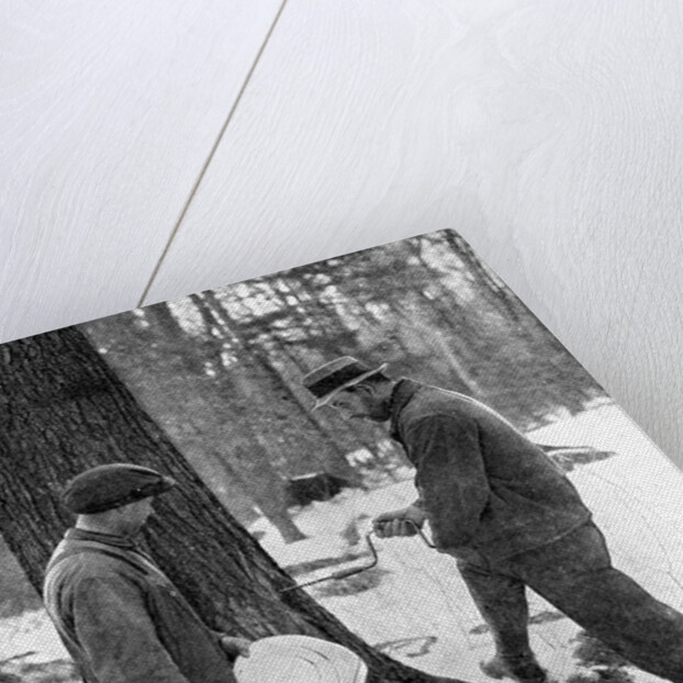 Tapping for maple syrup, Canada by Canadian Government