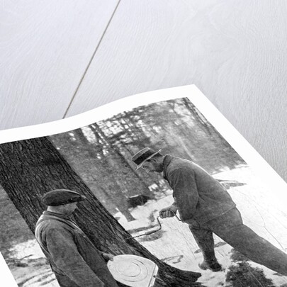 Tapping for maple syrup, Canada by Canadian Government