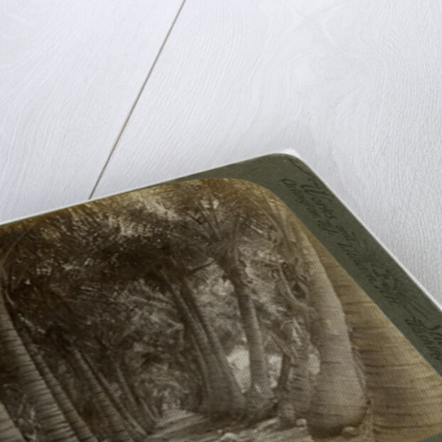 Avenue of coconut palms, Florida, USA by George Barker