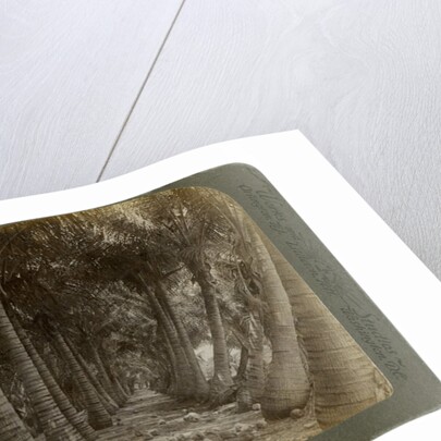 Avenue of coconut palms, Florida, USA by George Barker