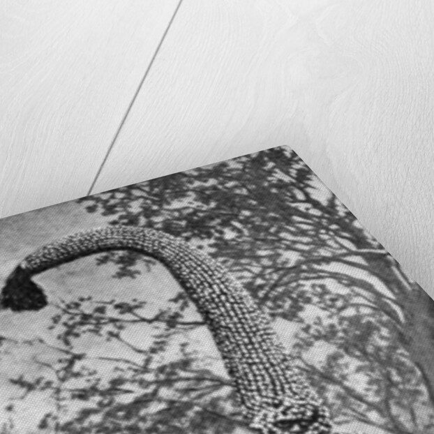 An emu man performing the sacred totem of his group, Australia by Spencer and Gillen