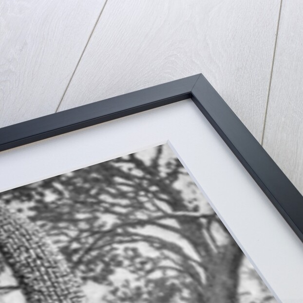 An emu man performing the sacred totem of his group, Australia by Spencer and Gillen